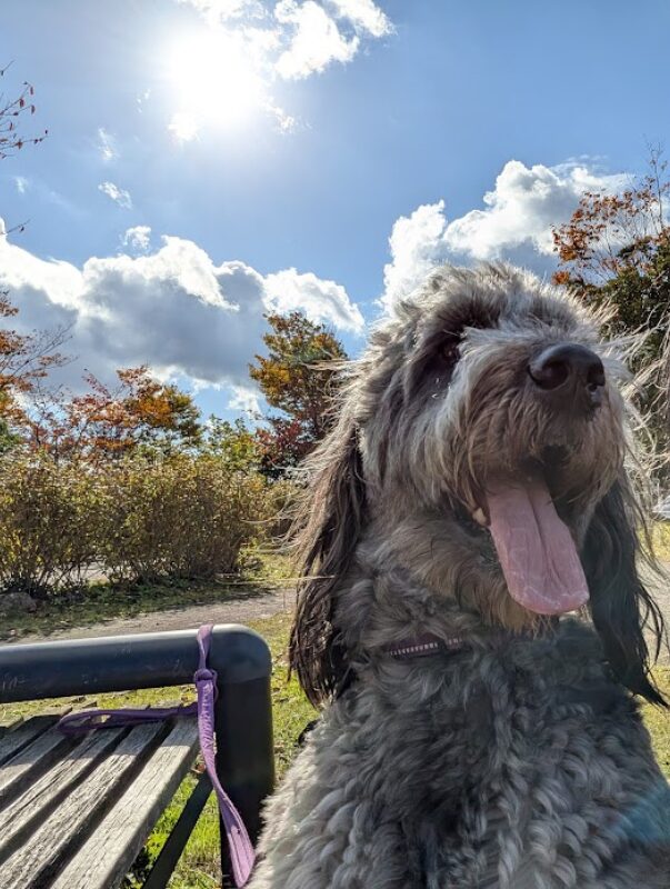 公園にでリラックスする愛犬イヴ