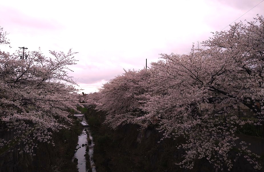 名古屋市にある山崎川の桜風景