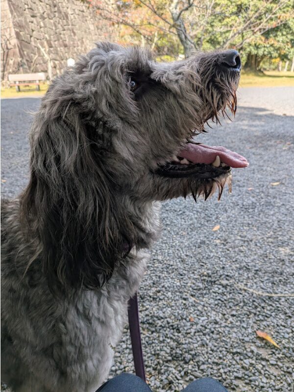 私を見て笑っている愛犬イヴ