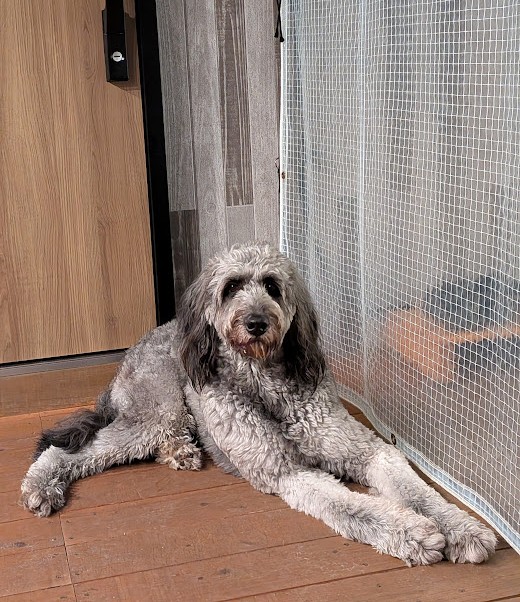 グランピングの床に座っている愛犬イヴ