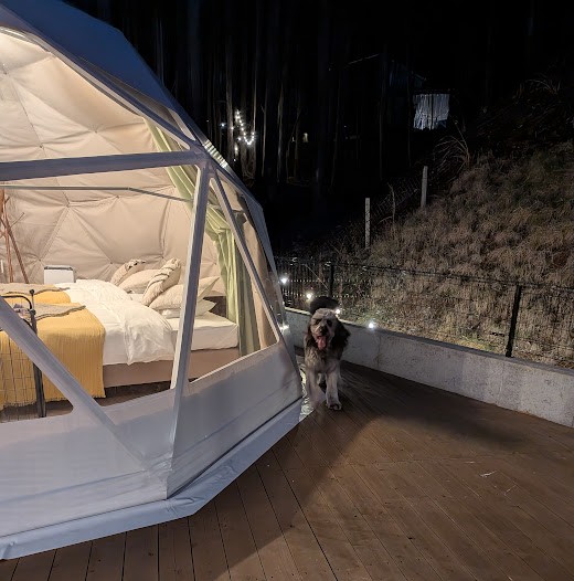 グランピングのテントの周りを走る愛犬EVE